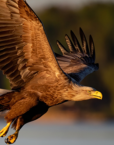 Eagle in flight