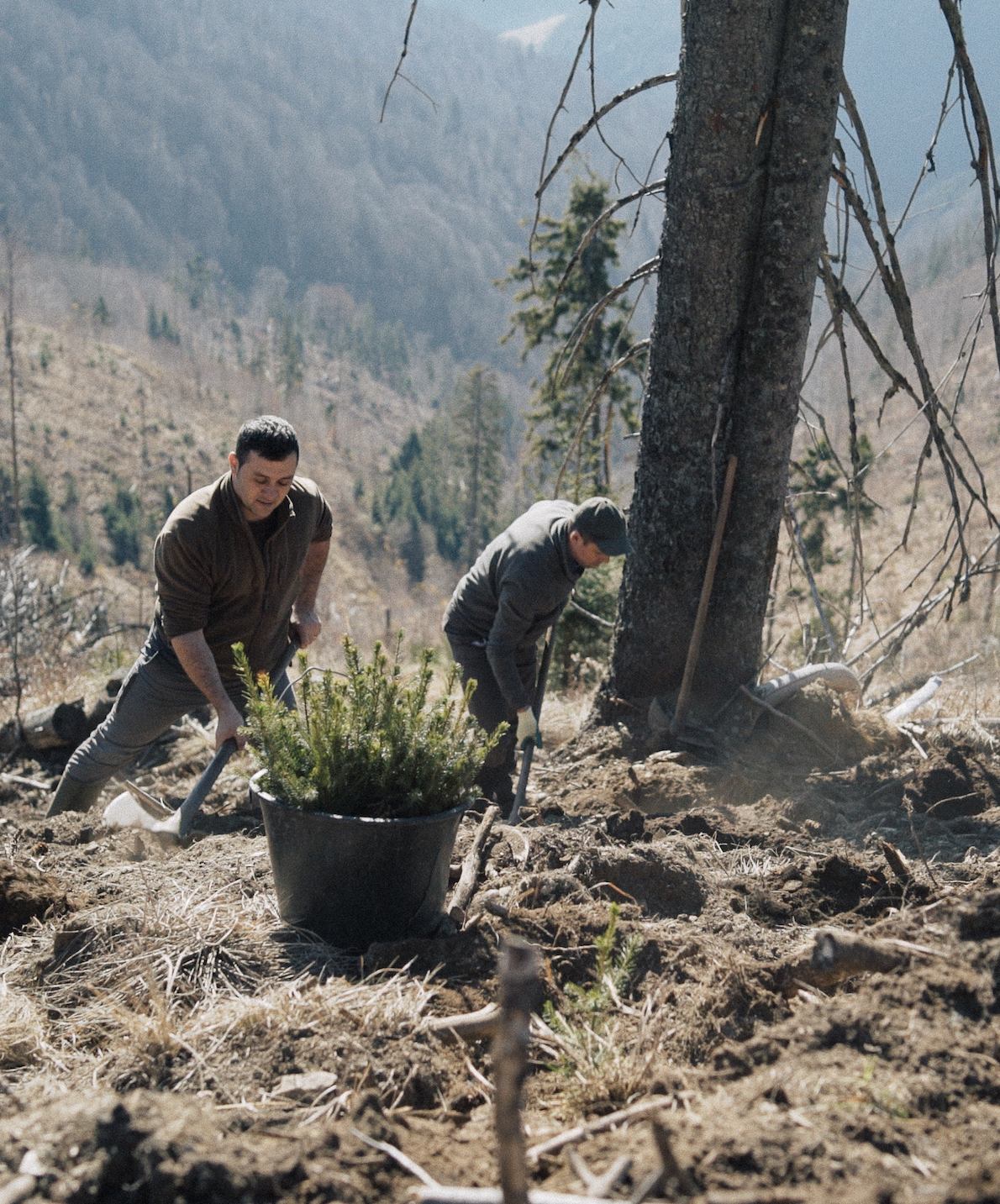 Two people planting trees