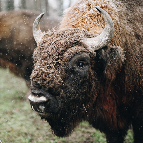 European bison